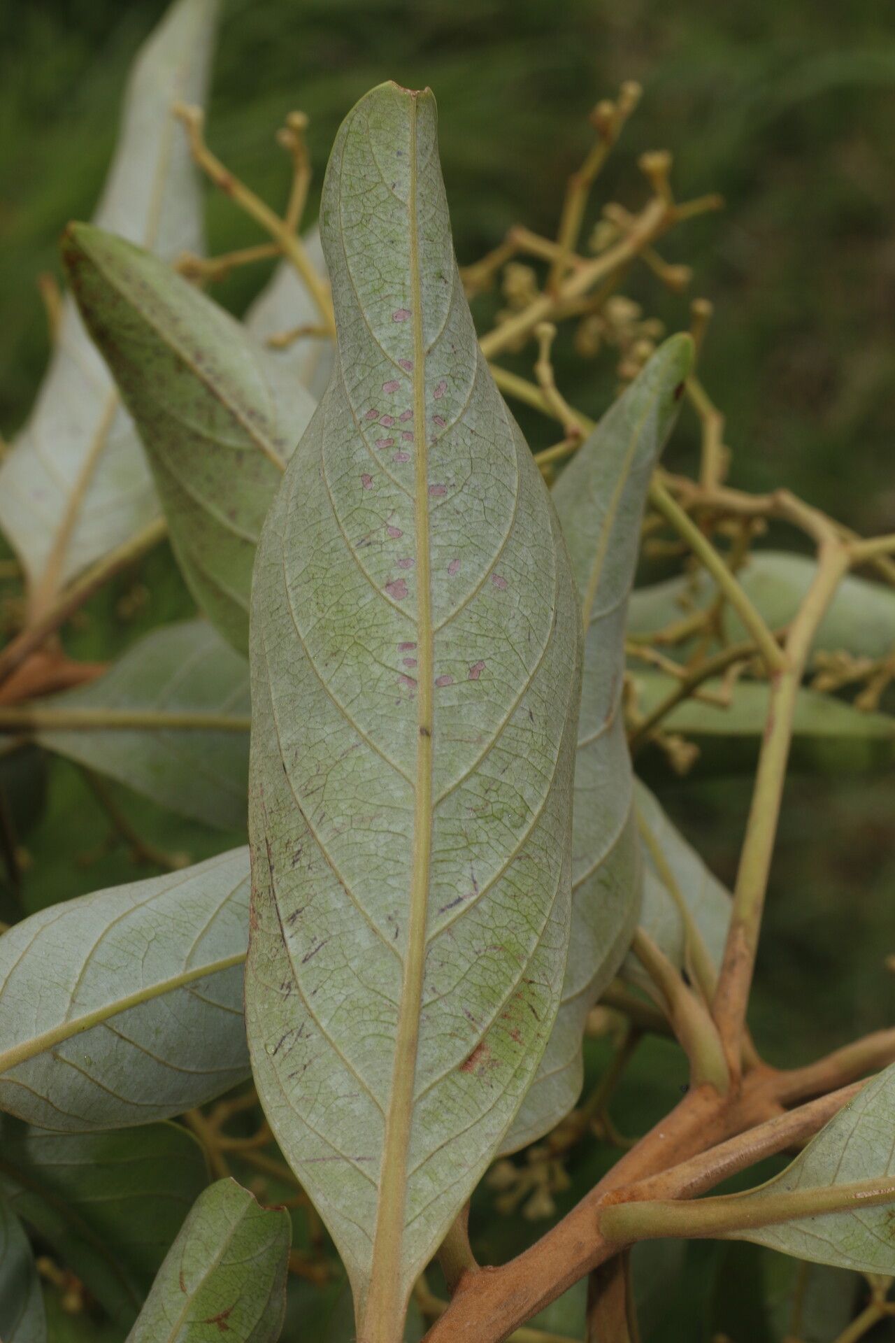 Ocotea monteverdensis leaf