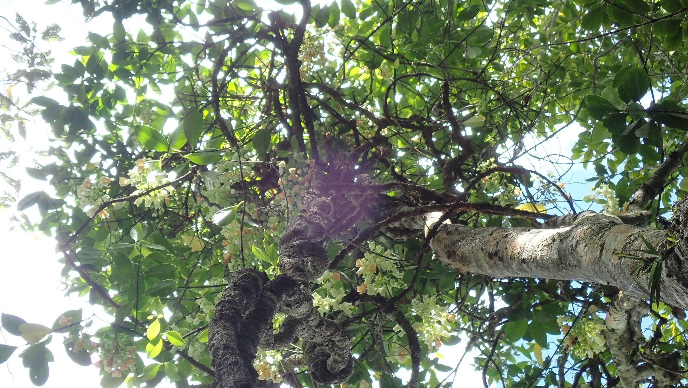 Oxera morierei habit
