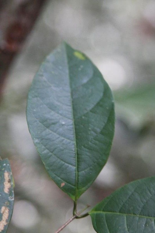 Rinorea pectino-squamata — search result for 'Violaceae'
