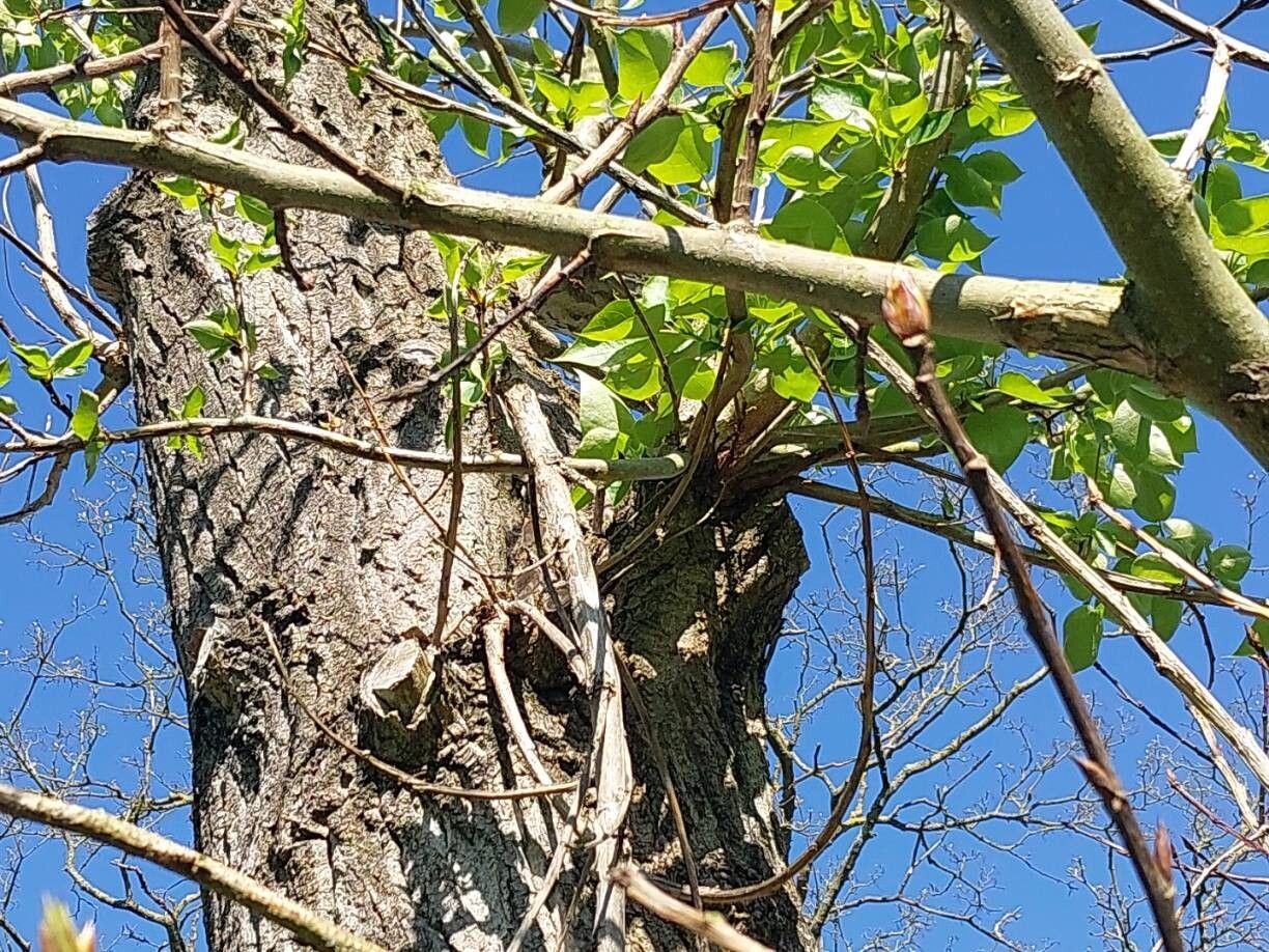 Populus laurifolia other