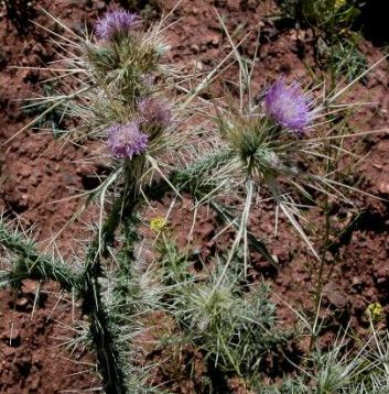 Carduus chevallieri flower