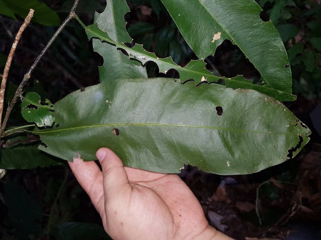 Swartzia simplex — houseplant care guide