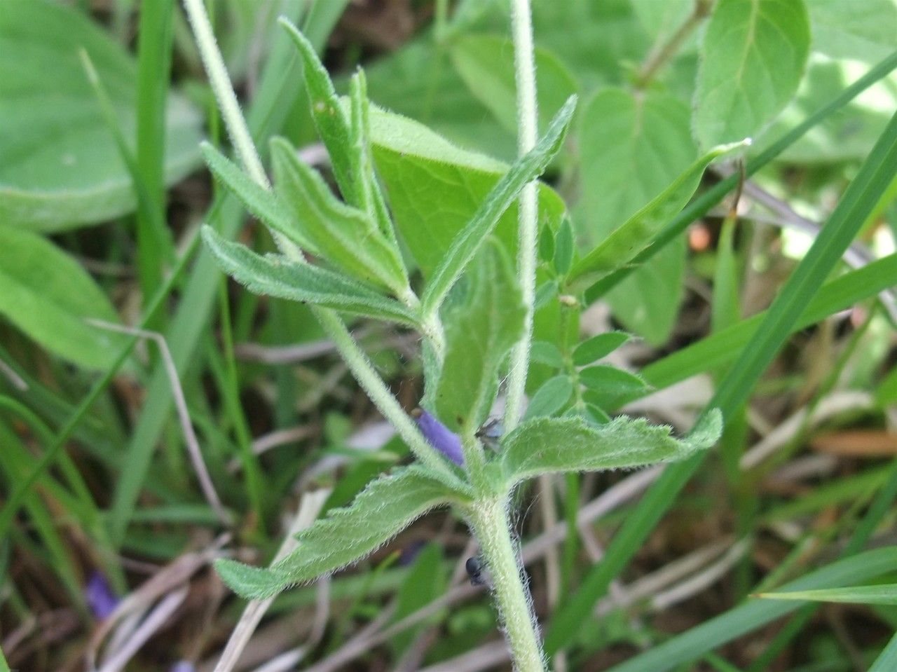 Veronica teucrium bark