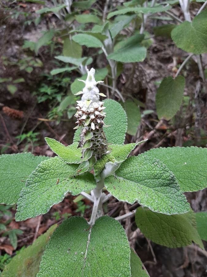 Sideritis macrostachya flower