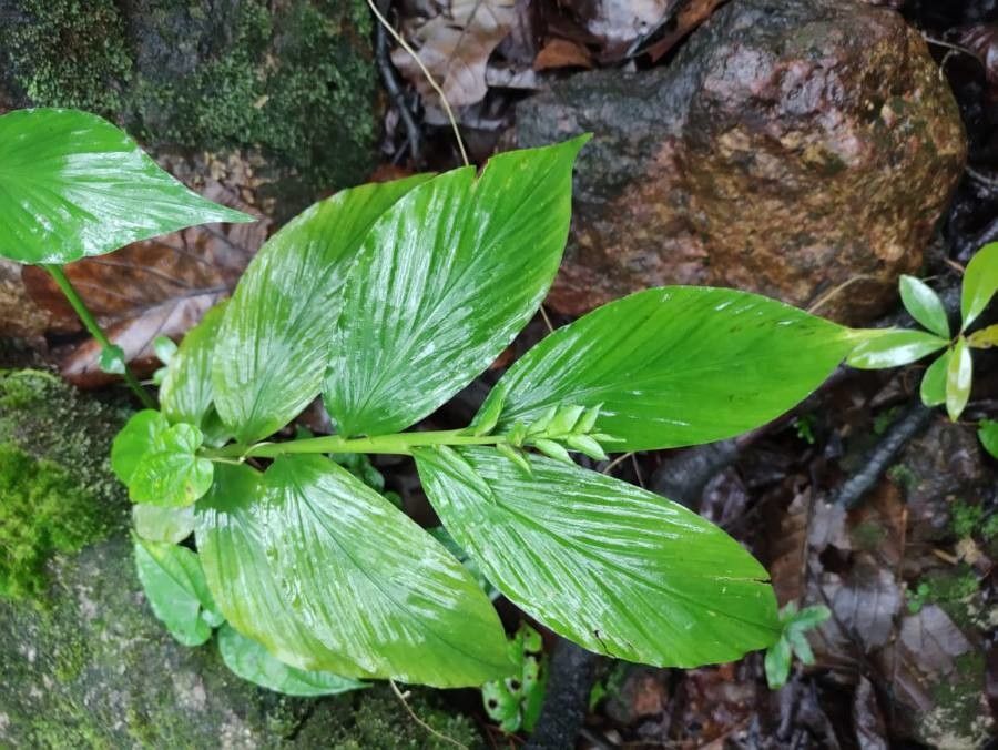 Renealmia pyramidalis — search result for 'Renealmia'