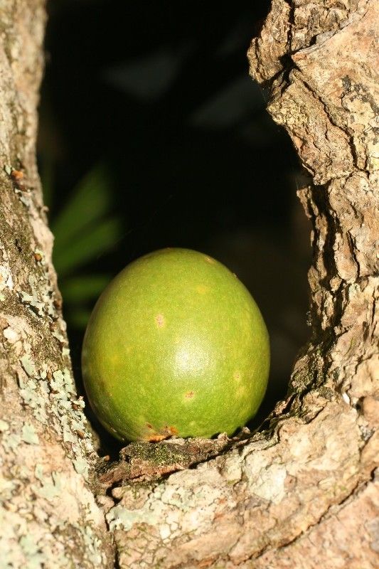 Mimusops balata fruit