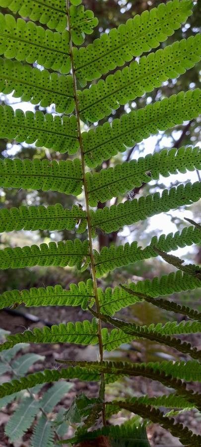 Christella hispidula leaf