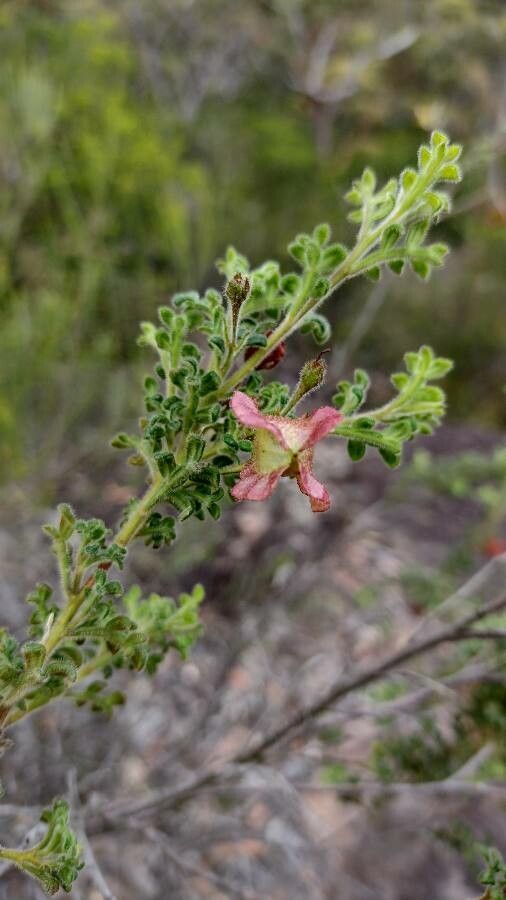 Dodonaea pinnata fruit