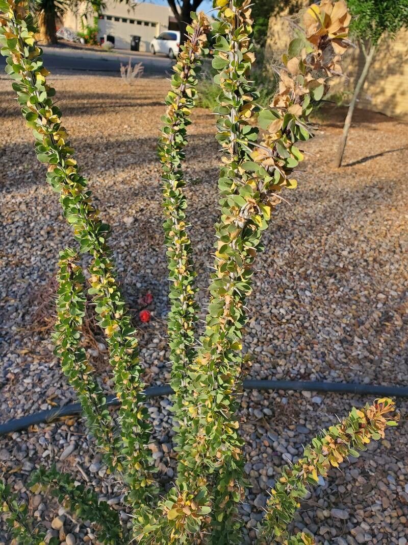 Fouquieria splendens leaf