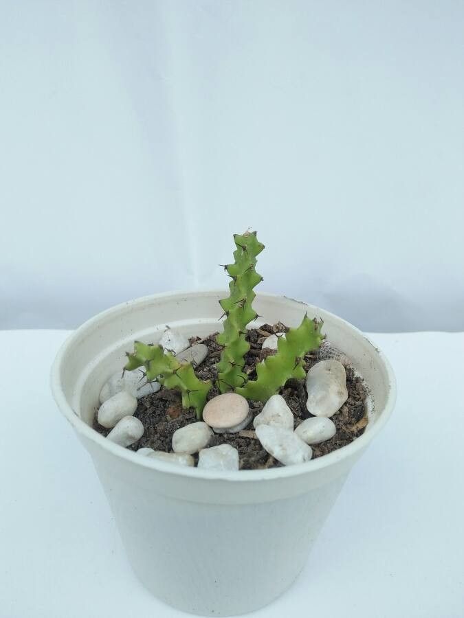 Euphorbia knobelii leaf