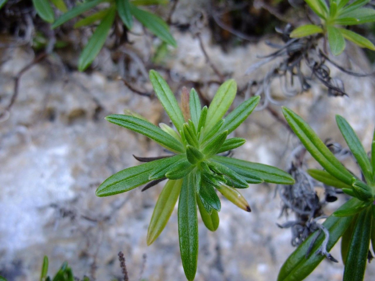 Glandora rosmarinifolia leaf