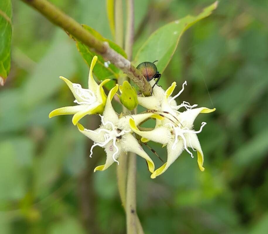 Oxypetalum sylvestre flower