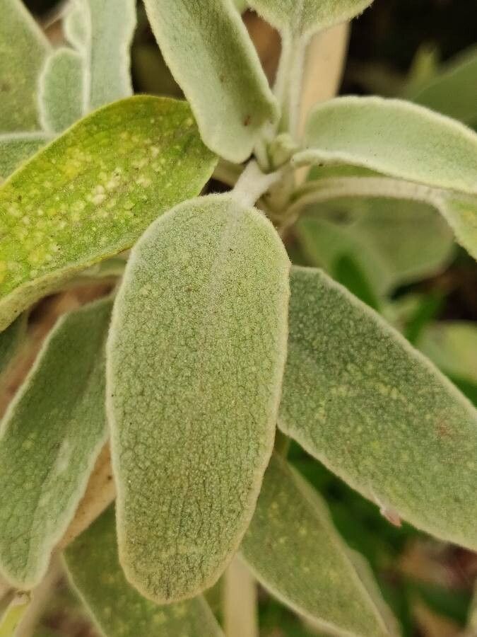 Phlomis floccosa leaf