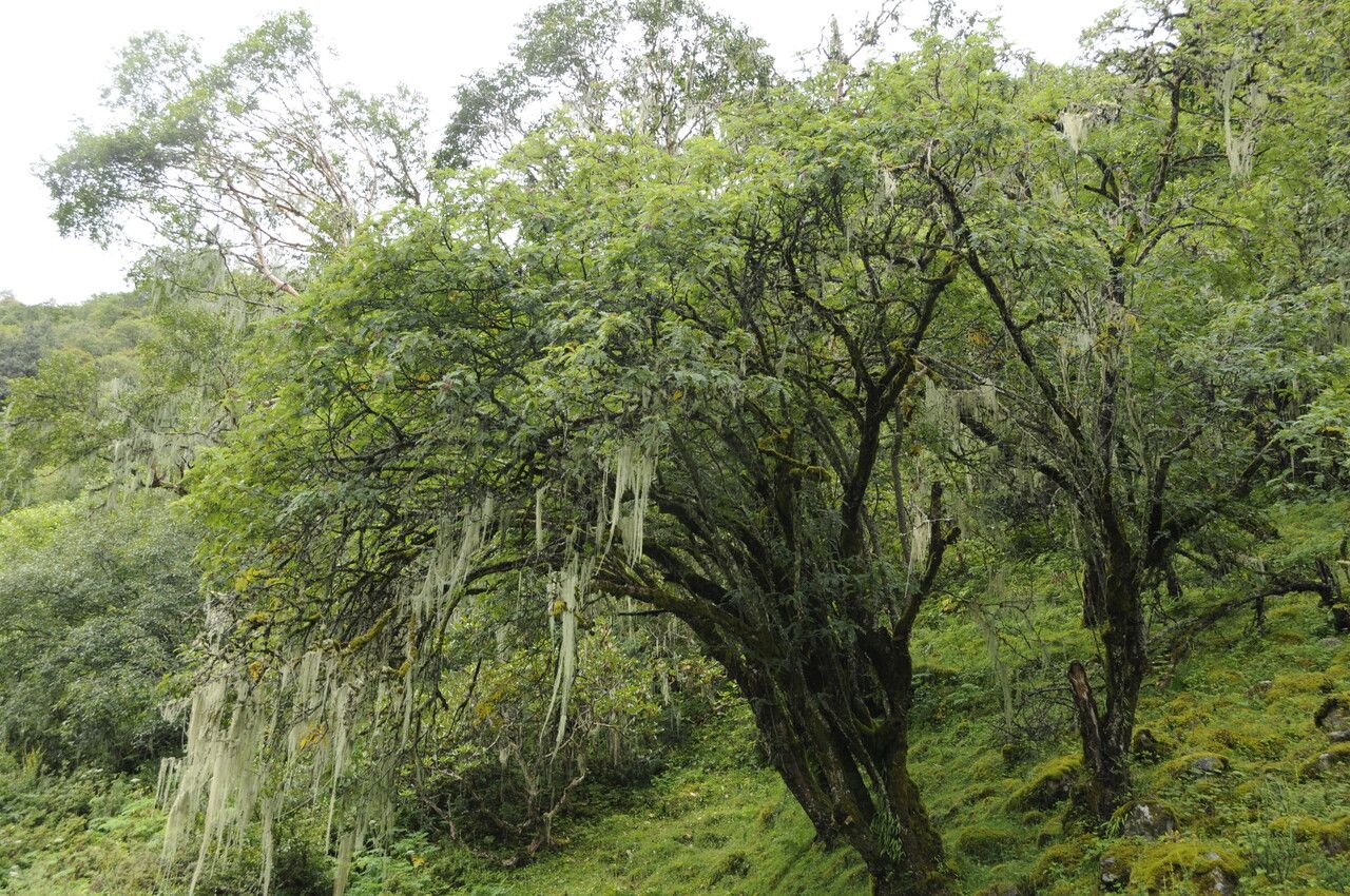 Sorbus himalaica habit
