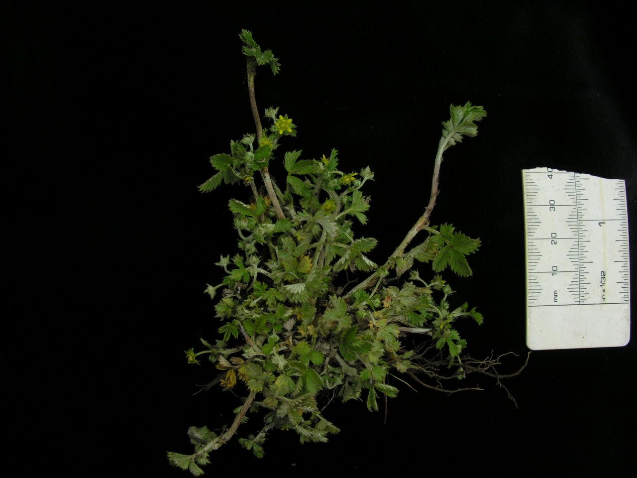 Argentina micropetala other