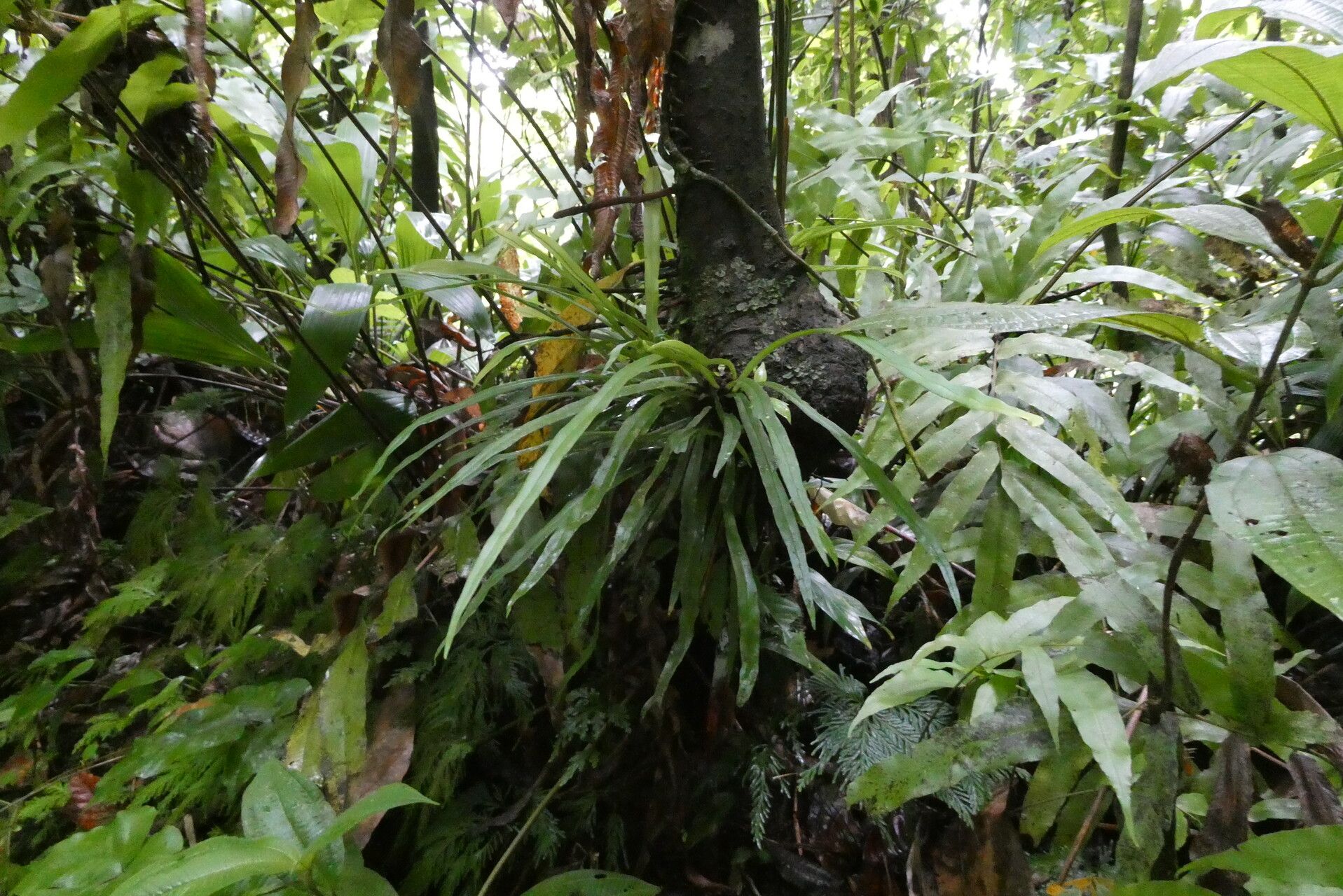 Antrophyum lanceolatum habit