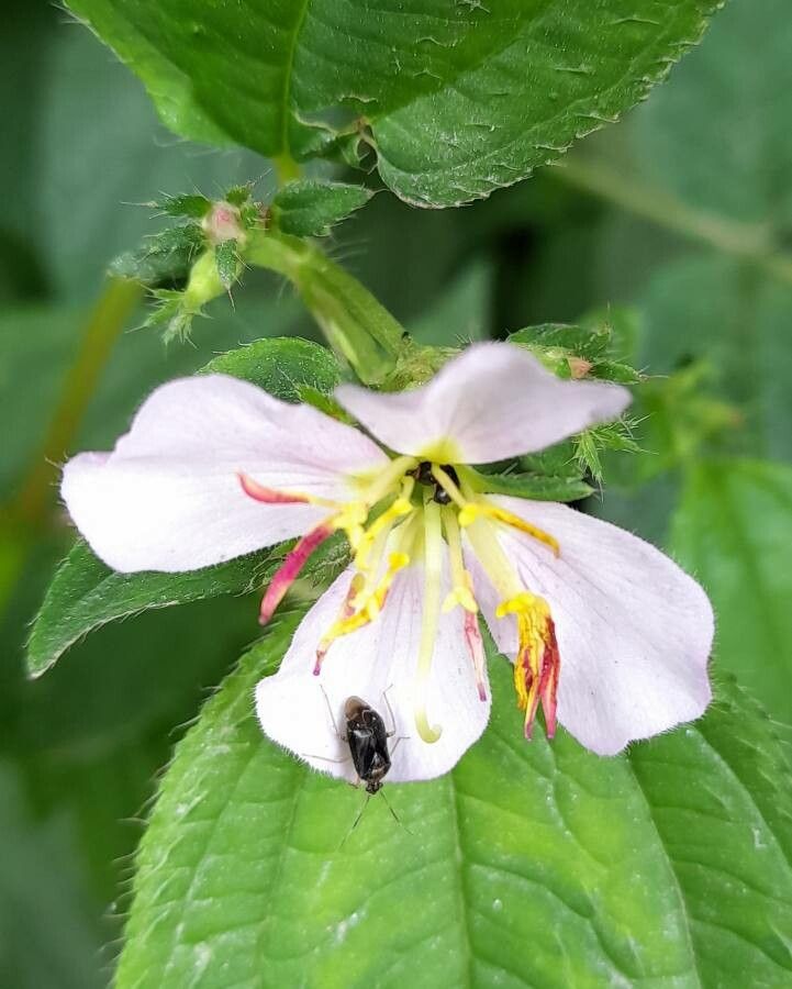 Tibouchina paratropica flower