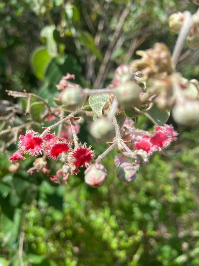 Krameria ixine — search result for 'Netherlands'