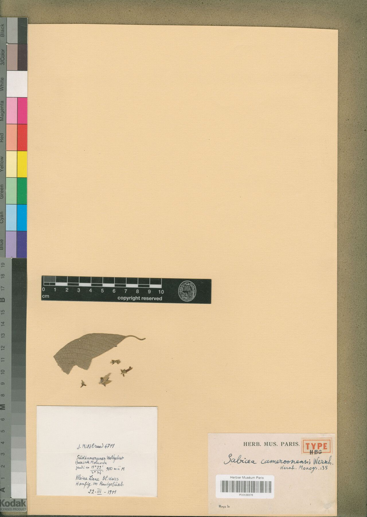 Sabicea cameroonensis — houseplant care guide