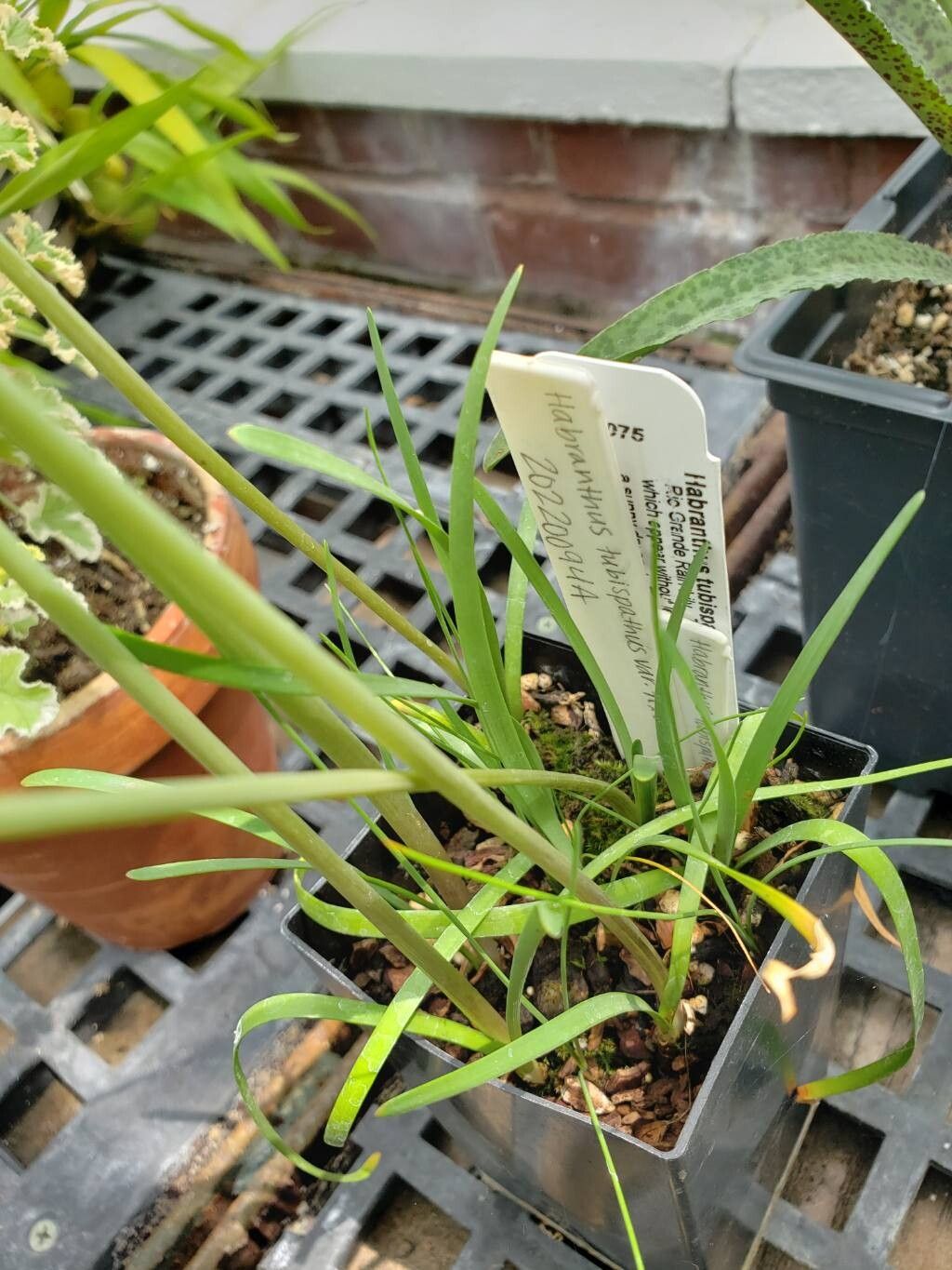 Zephyranthes tubispatha — houseplant care guide