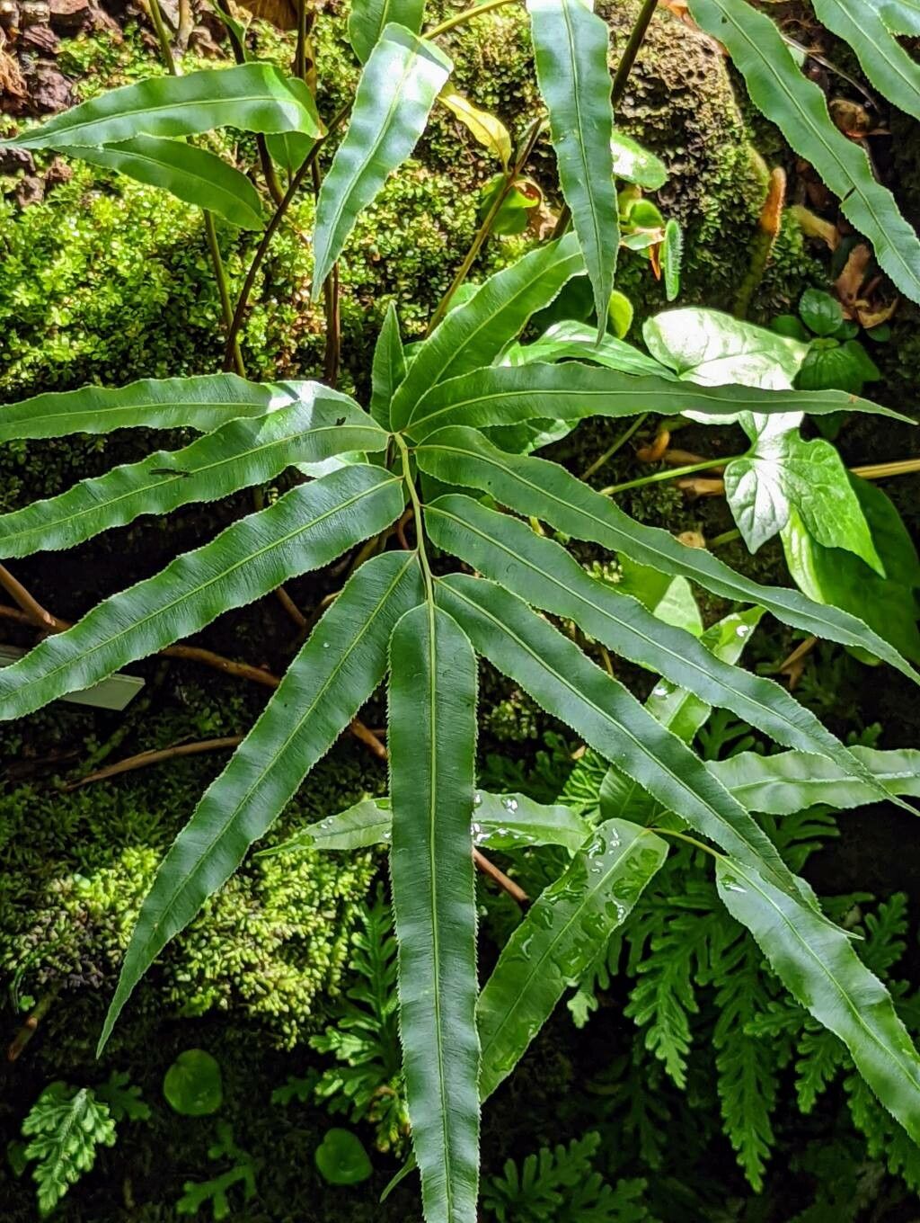 Stenochlaena tenuifolia — related species from the same genus