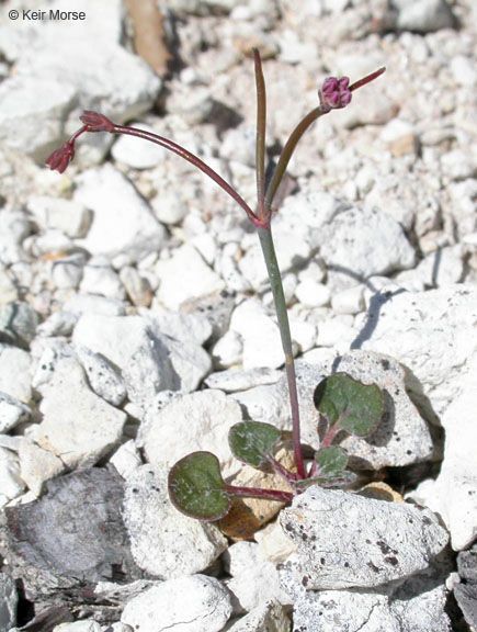 Eriogonum covilleanum habit