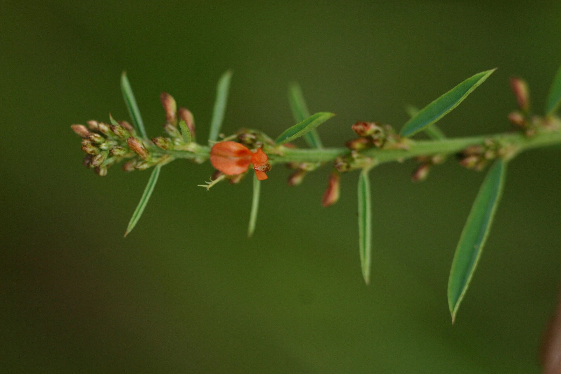 Indigofera paniculata — houseplant care guide