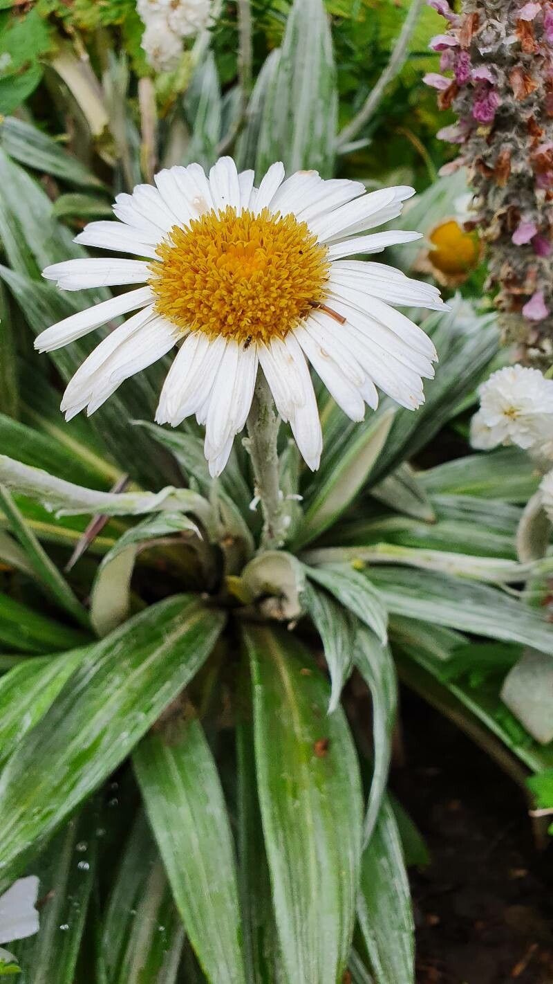Celmisia coriacea leaf