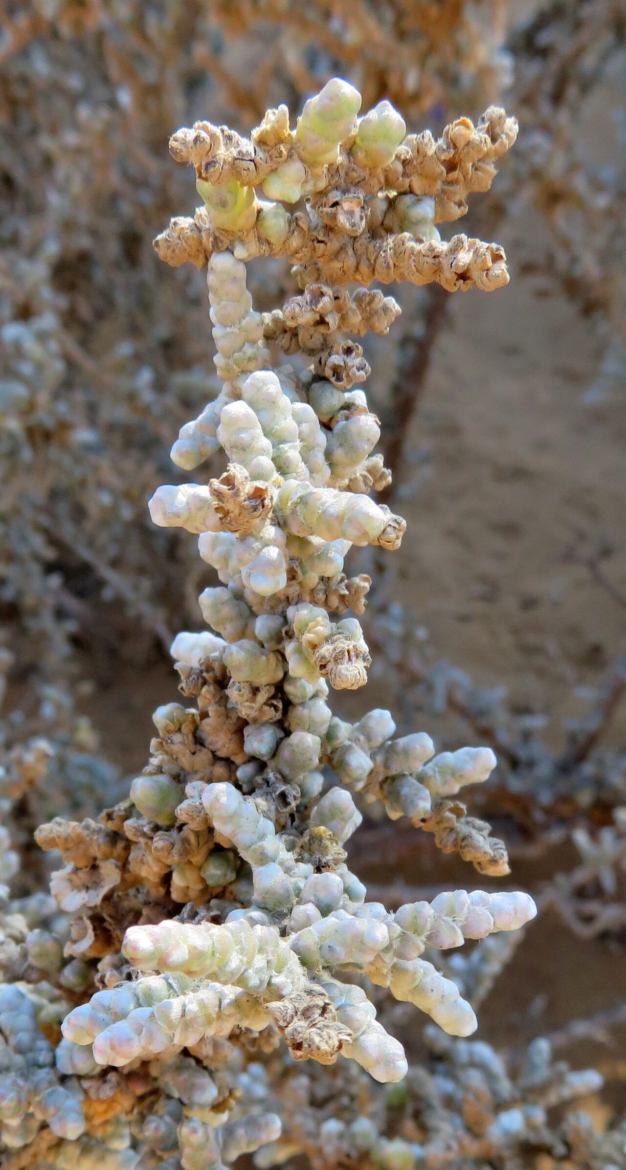 Caroxylon aphyllum leaf