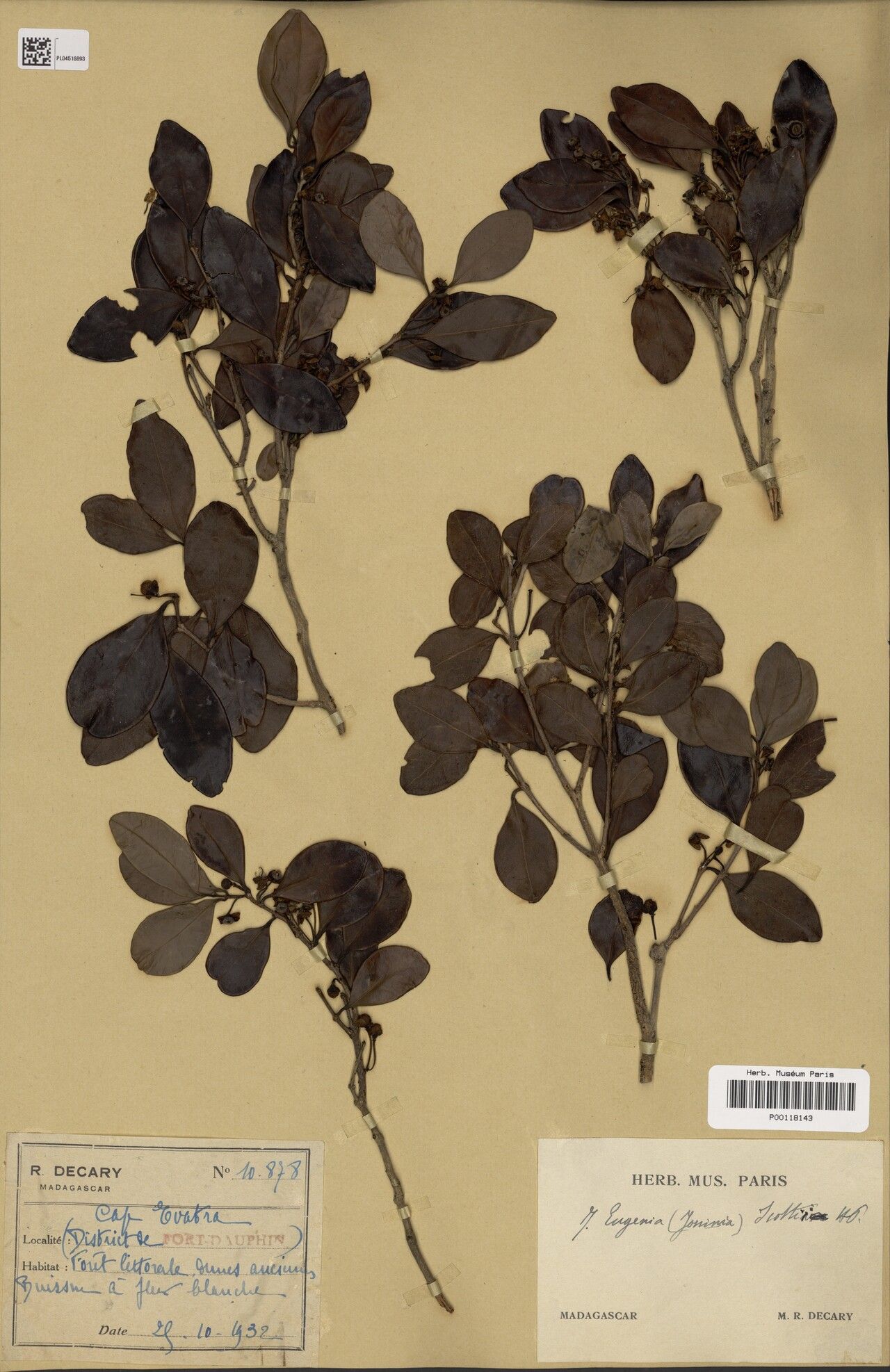 Eugenia cassinoides — houseplant care guide