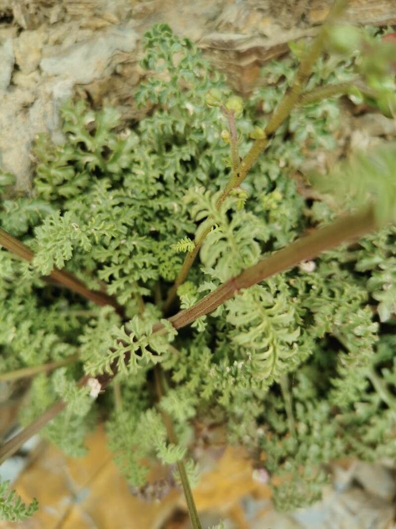 Scrophularia lucida leaf