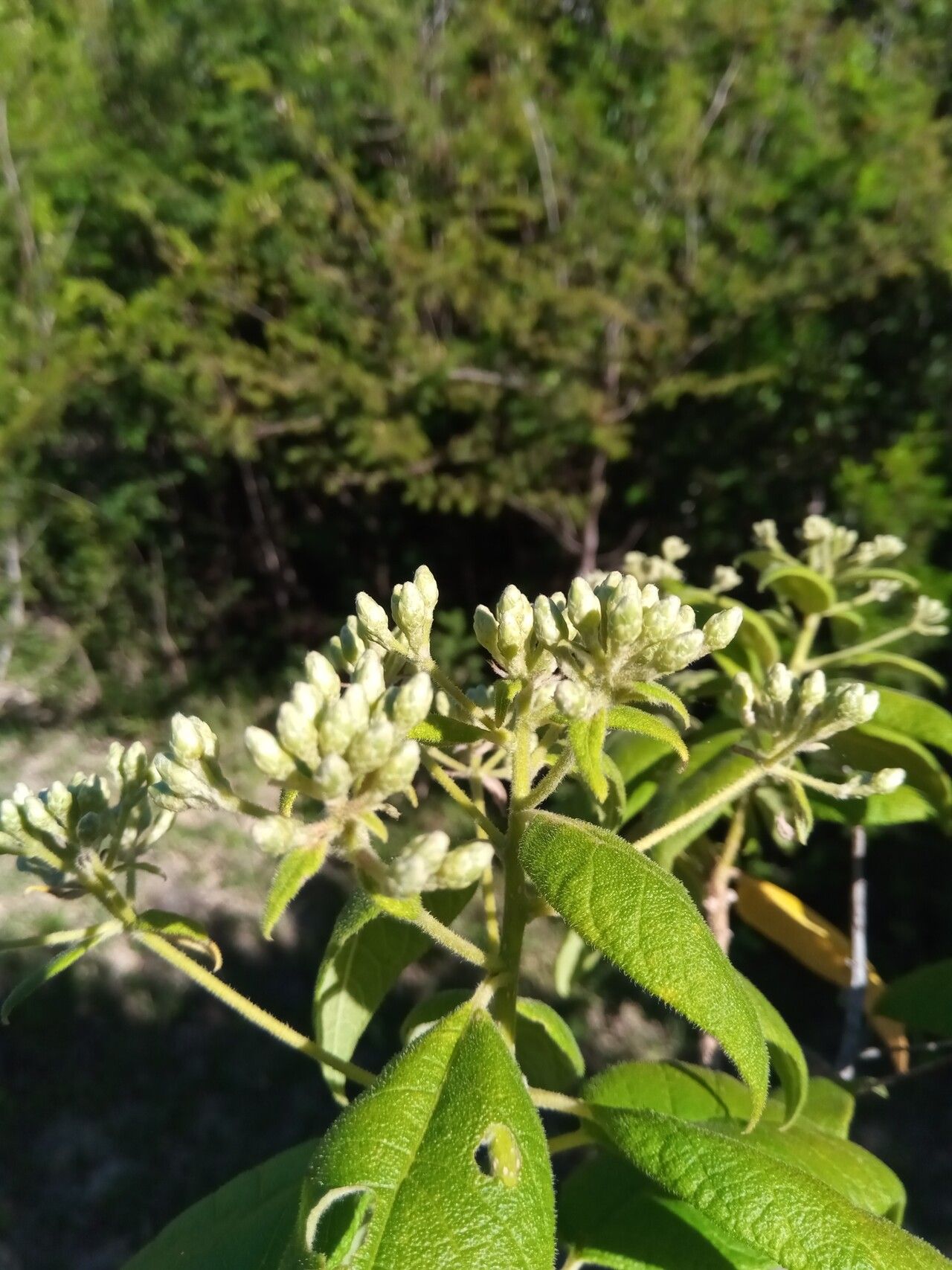 Vernonia platylepis flower