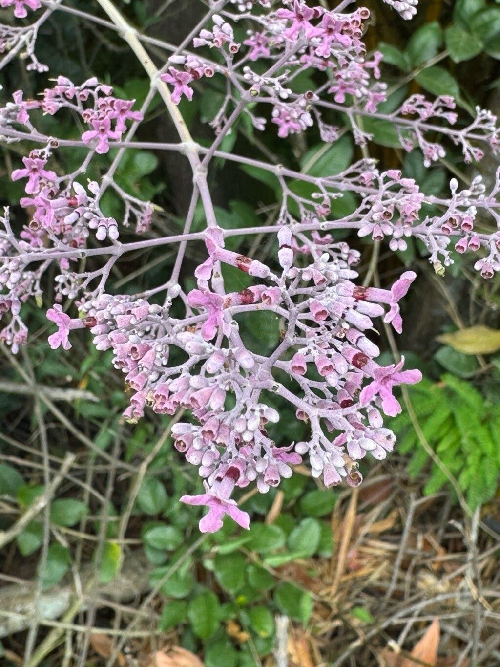 Fridericia rego flower
