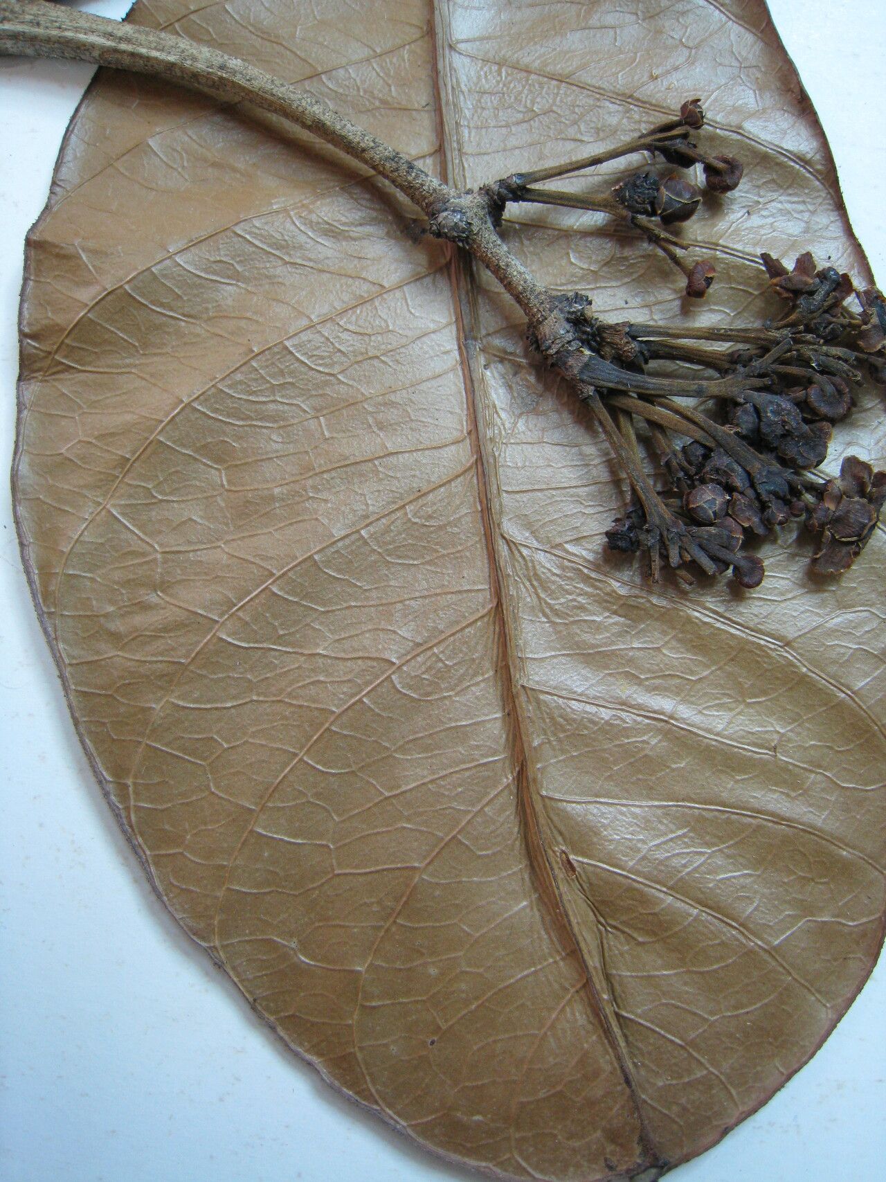 Salacia miqueliana — houseplant care guide