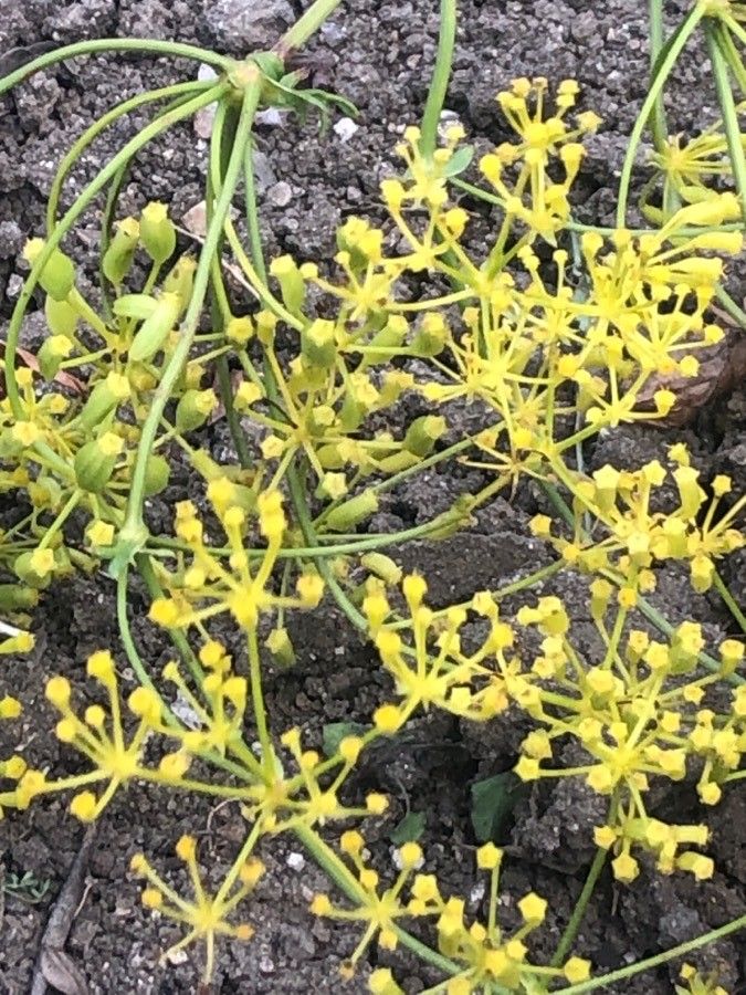 Ferulago brachyloba — related species from the same genus