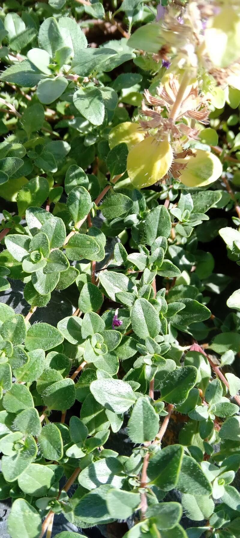 Thymus comosus leaf