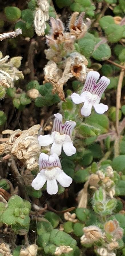 Chaenorhinum villosum — houseplant care guide