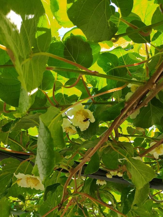 Actinidia chinensis flower