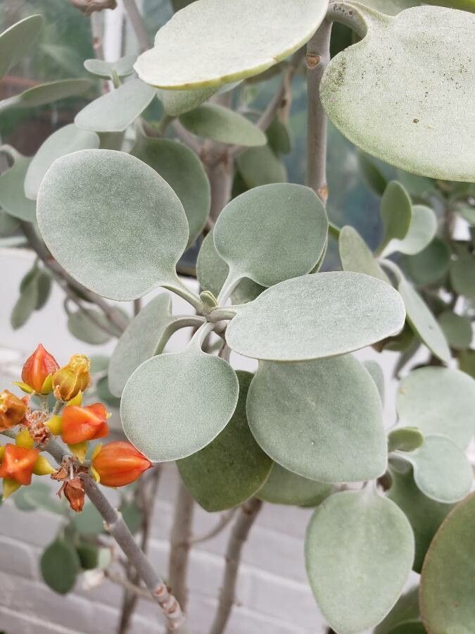 Kalanchoe hildebrandtii — search result for 'Kalanchoe'