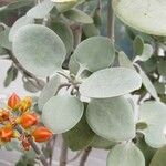 Kalanchoe hildebrandtii