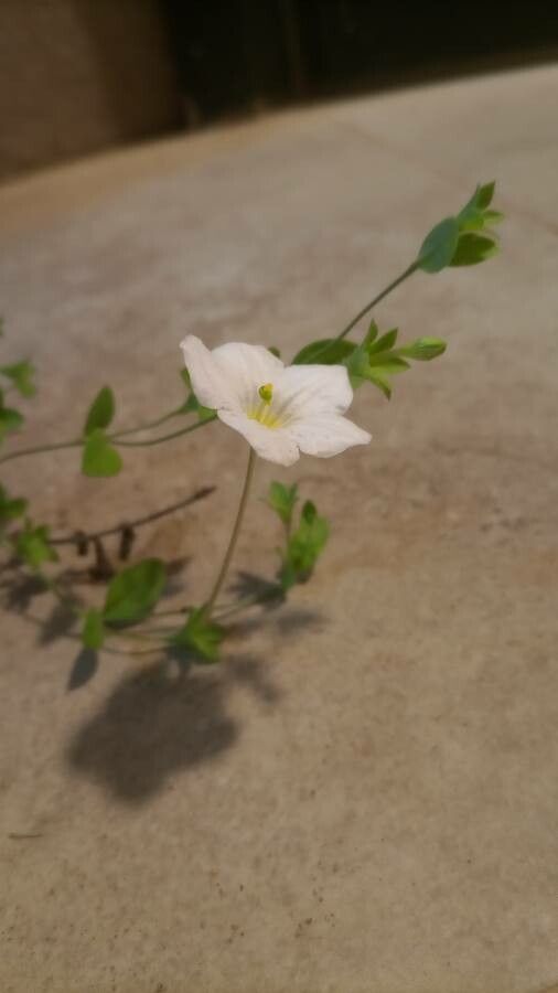 Nierembergia rivularis flower