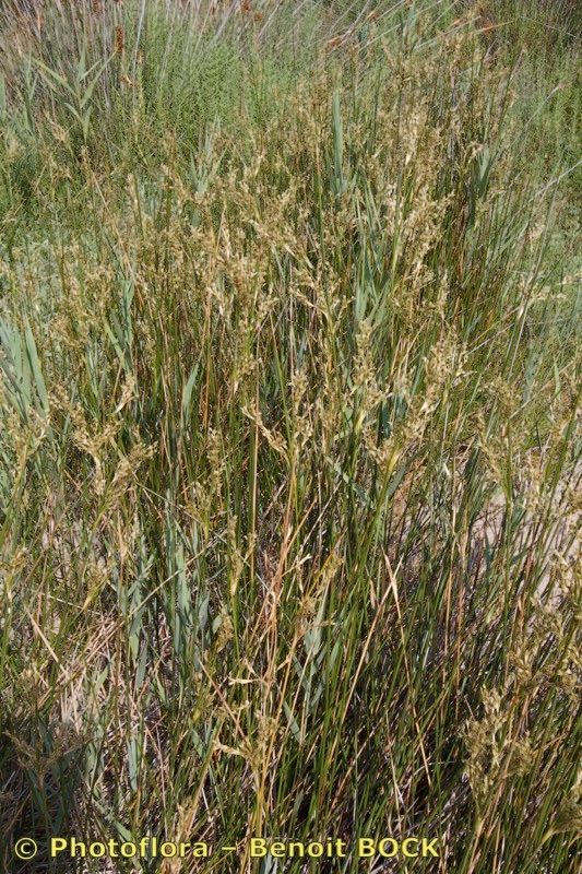 Juncus littoralis habit