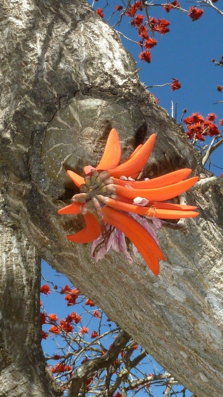 Erythrina caffra flower