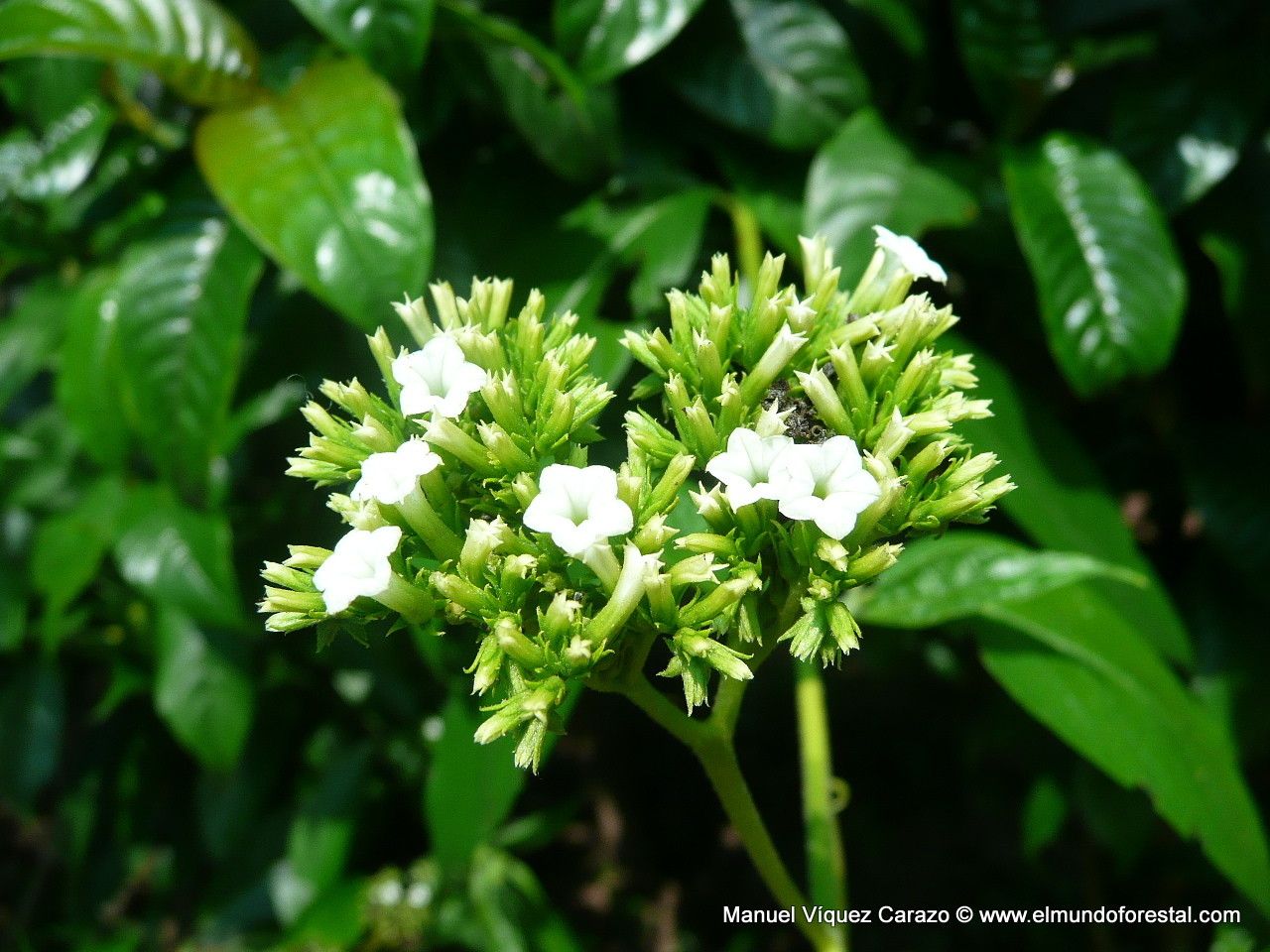 Tournefortia hirsutissima flower