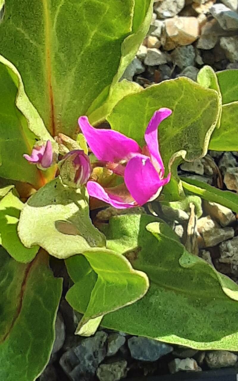 Primula pauciflora flower