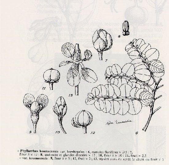 Phyllanthus koumacensis other