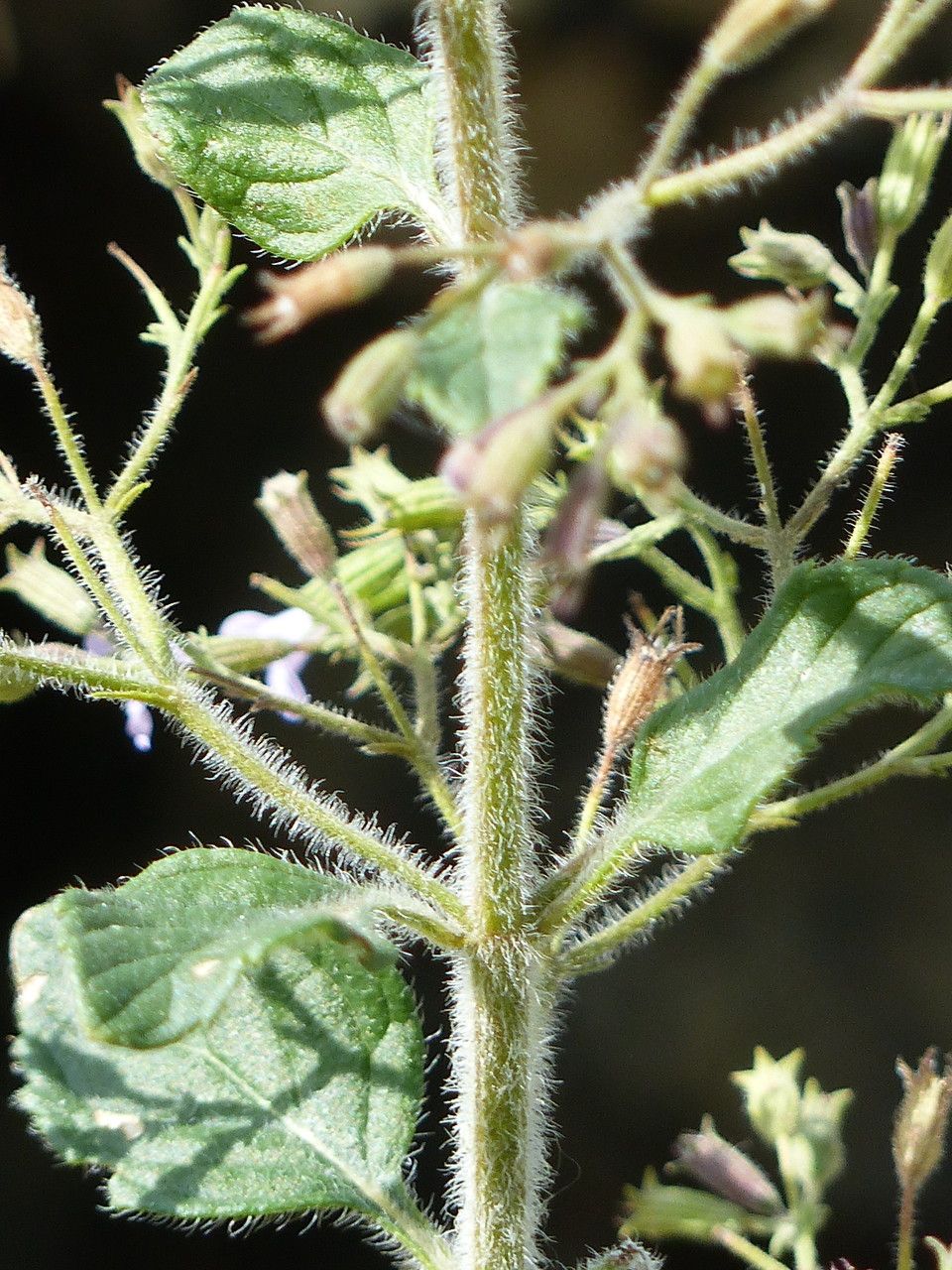 Clinopodium alpinum bark
