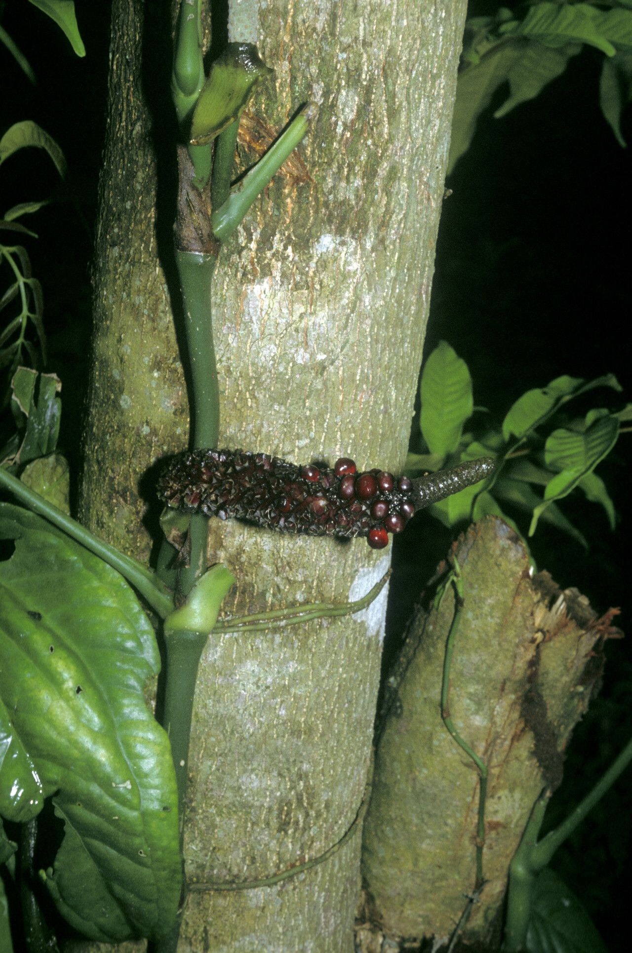 Anthurium pentaphyllum fruit