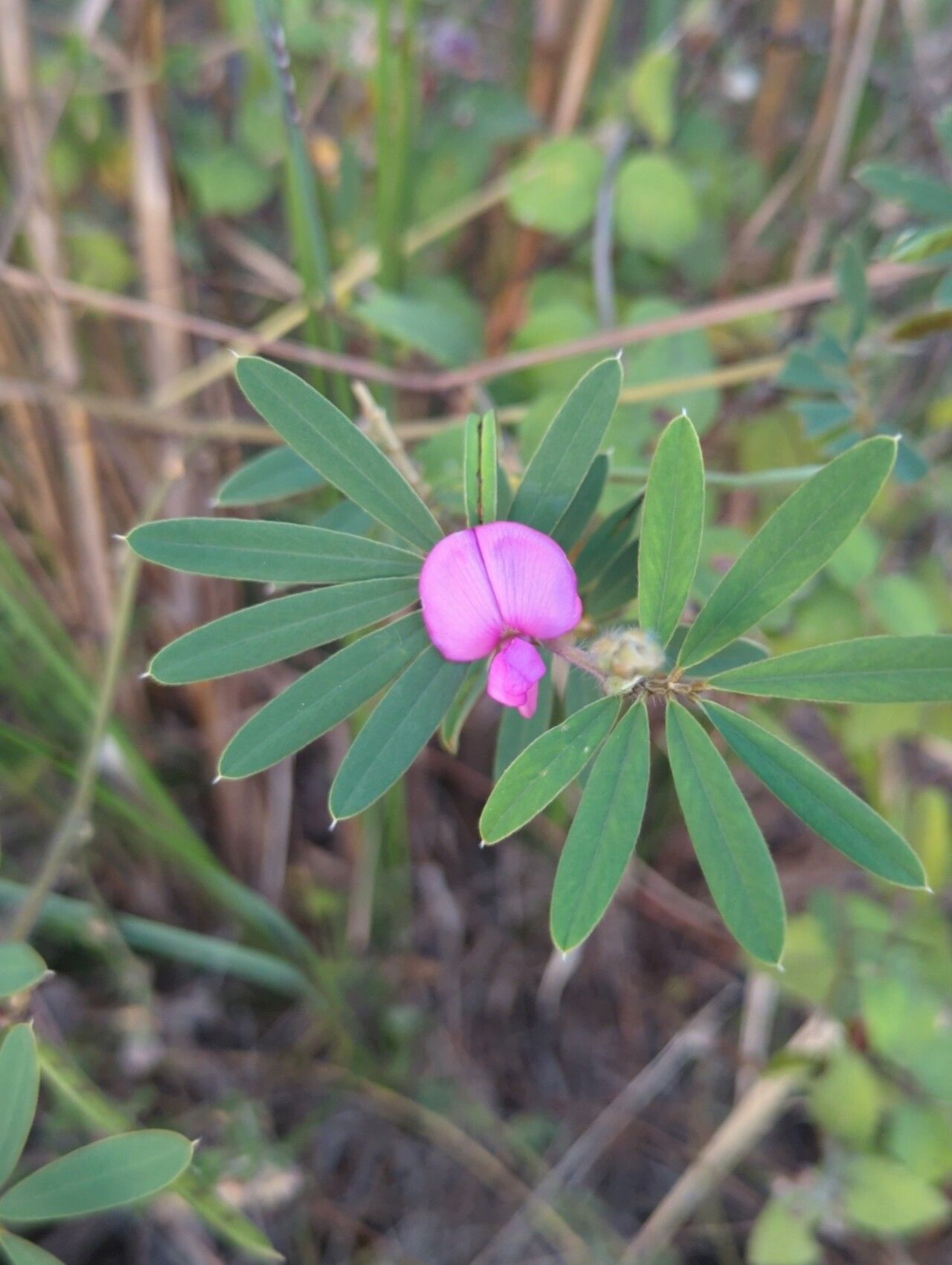 Tephrosia nitens — houseplant care guide