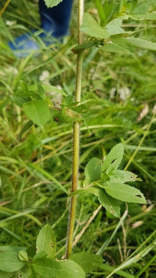 Ononis arvensis bark